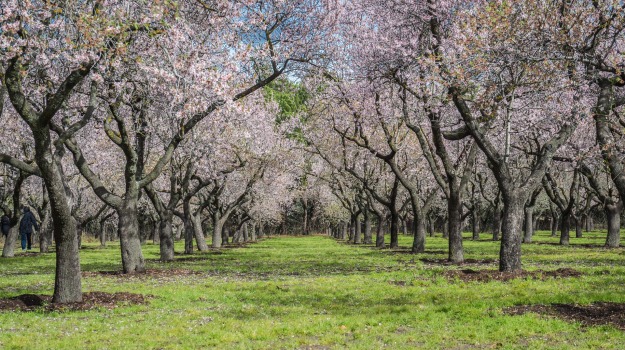 Almond orchard in bloom (Photo from Pixabay.)