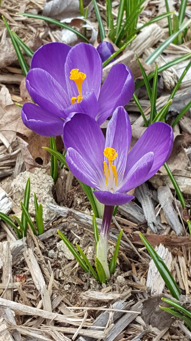 Signs of Spring | Married with Bees