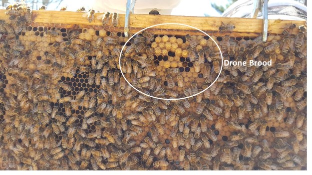 Labeled Frame with Drone