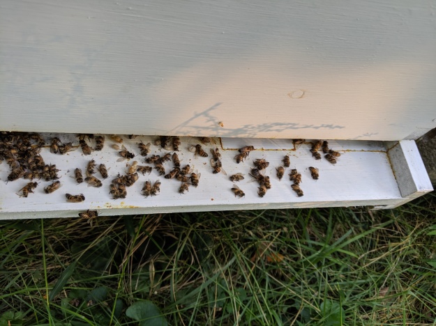 bees after formic