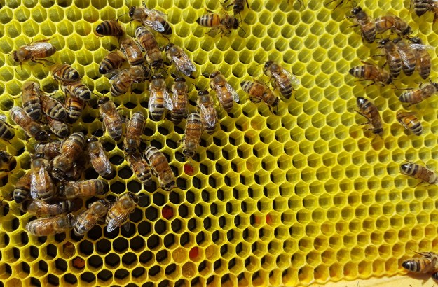 different color pollen