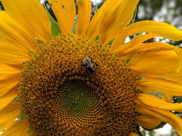 00100lPORTRAIT_00100_BURST20190801070415441_COVER