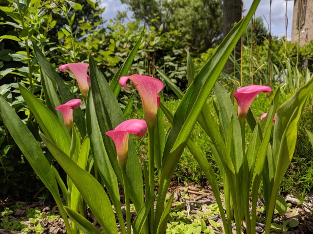 MVIMG_20190613_150419