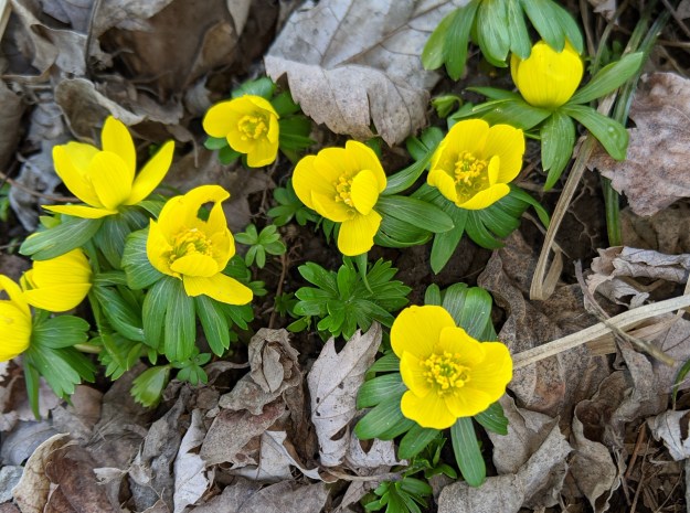 Winter Aconite