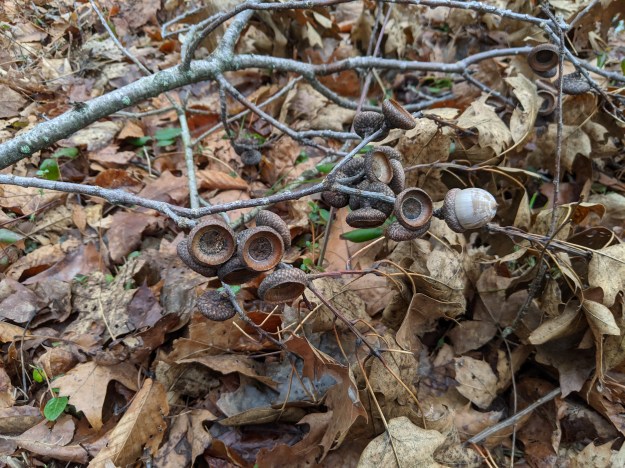 PXL_20201221_162242490